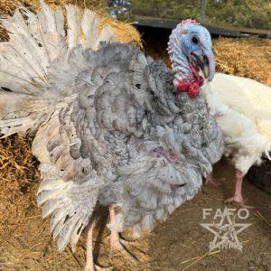 Turkey for Adoption