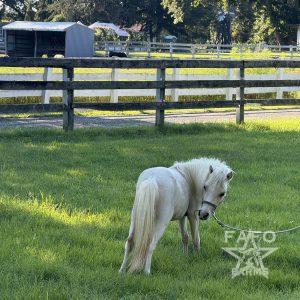 Mini Horse for Adoption