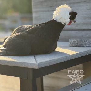 Chicken for Adoption