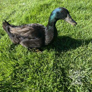 Duck for Adoption