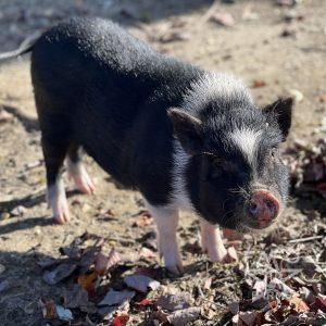 Pig for Adoption