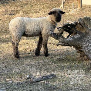 Sheep for Adoption