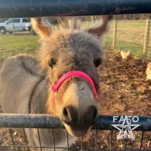 Donkey for Adoption