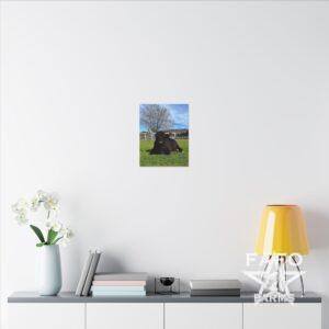 Black Highland Cow Photo Canvas Print — Matte Stretched Wall Art
