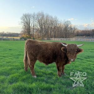 Daylight Bull - Full Size 50% Highland / 50% Angus