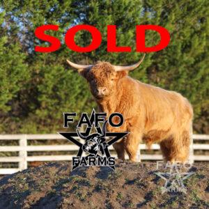 SOLD Chewy Bull - Highland SOLD