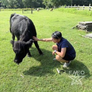 Eve (SHOWTIME) Heifer - 50% Highland / 50% Angus