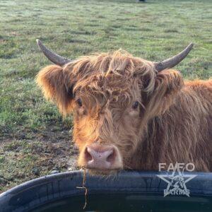 Smores Heifer - Highland