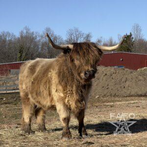 Nag Heifer - Highland