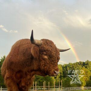 Rad Bull (Proven) - Highland
